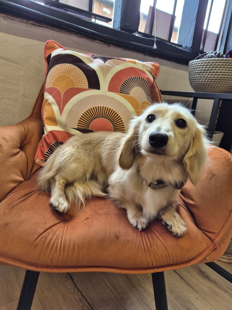 A cream long-haired dachshund resting on the orange chair by the window inside the grooming room