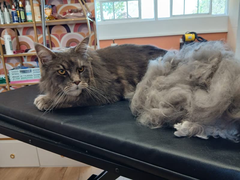 A long-haired grey cat on the grooming table beside the pile of fur just stripped out of its coat