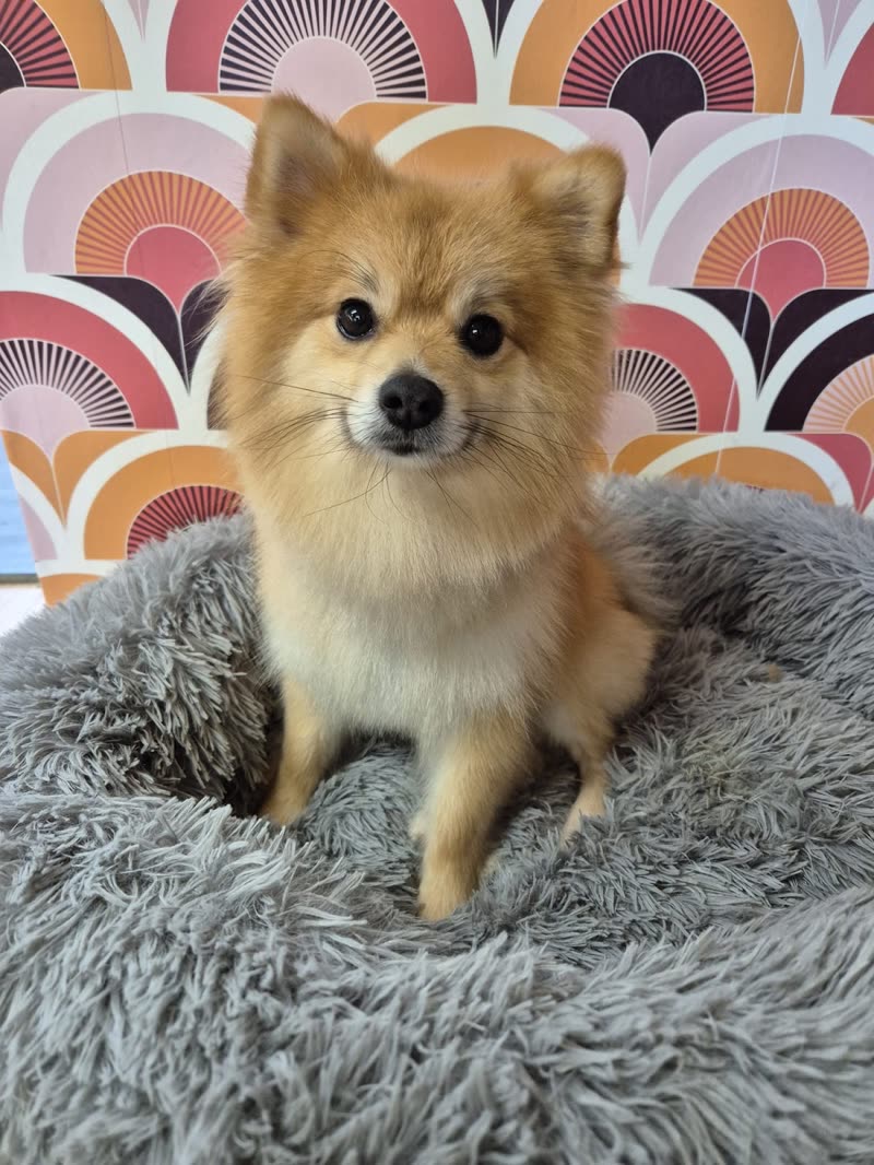 A fluffy cream Pomeranian on a grey donut bed against the arch-patterned salon wall