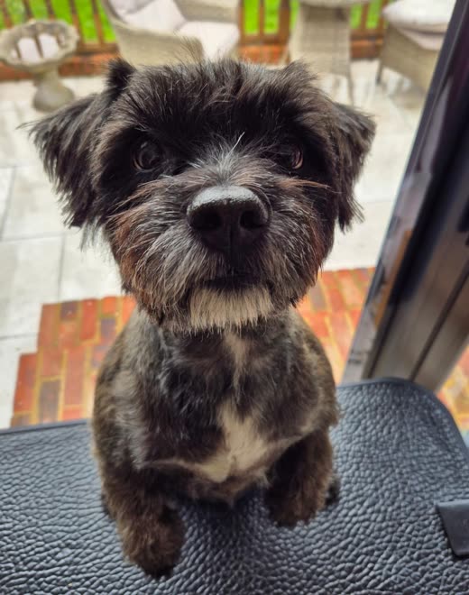 A dark wiry-coated terrier-cross standing on the grooming table after its trim, looking at the camera