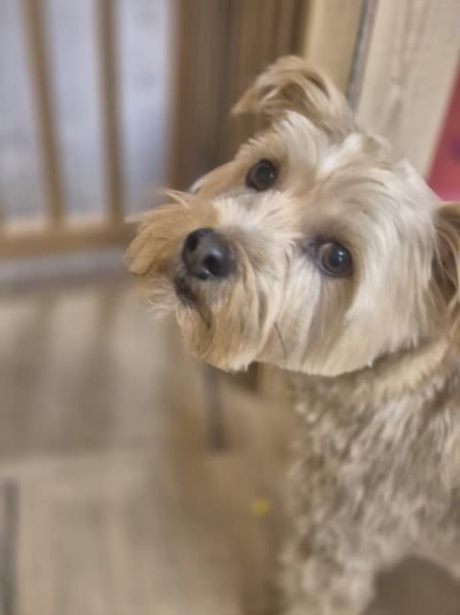 Close-up of a cream terrier-cross's face after a trim, head tilted towards the camera