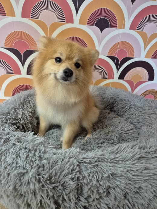 A fluffy cream Pomeranian sitting on a grey donut bed after grooming