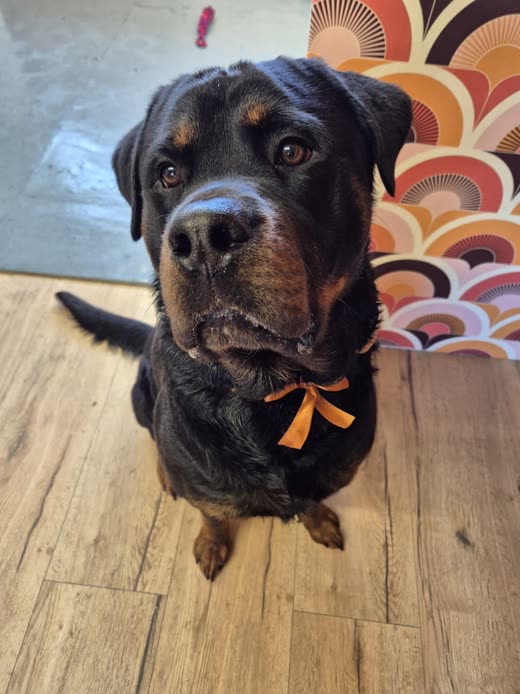 A groomed Rottweiler sitting on a wooden floor wearing an orange bow on its collar